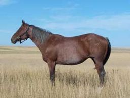 Driftwood Sassy
Quarter Horse Brood Mare
Pederson Red Angus