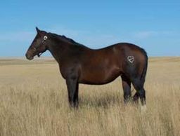 BHR Shaka Bar
Quarter Horse Brood Mare
Pederson Red Angus