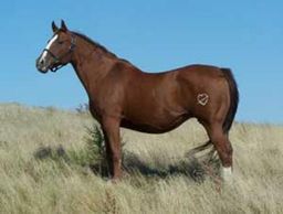 BHR Missy Socks
Quarter Horse Brood Mare
Pederson Red Angus