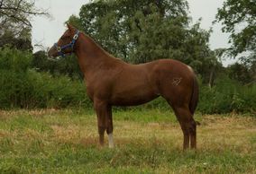 BHR Super Sue
Quarter Horse Brood Mare
Pederson Red Angus