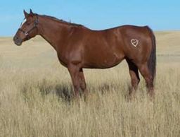 BHR Missy Rocket
Quarter Horse Brood Mare
Pederson Red Angus