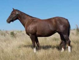Susies Lightning Ike
Quarter Horse Brood Mare
Pederson Red Angus