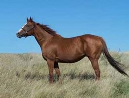 BHR Kinda Fancy
Quarter Horse Brood Mare
Pederson Red Angus