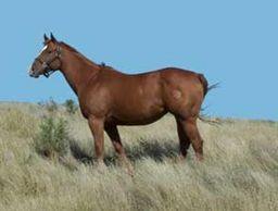 BHR Nice Shake
Quarter Horse Brood Mare
Pederson Red Angus