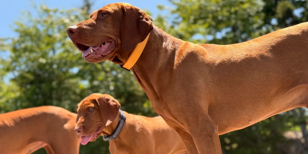 Three brown dogs standing outdoors with collars on a sunny day.