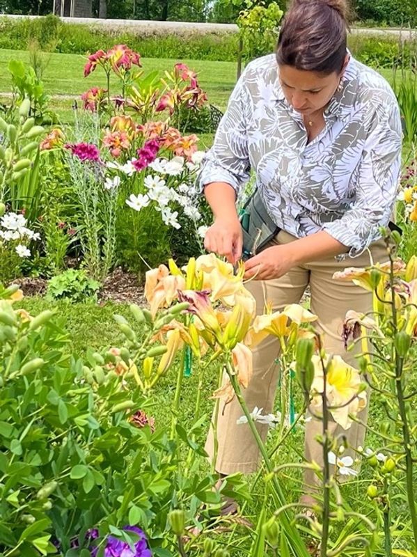 Stéphanie du Jardin de Stéphanie en train d'hybrider une hémérocalle