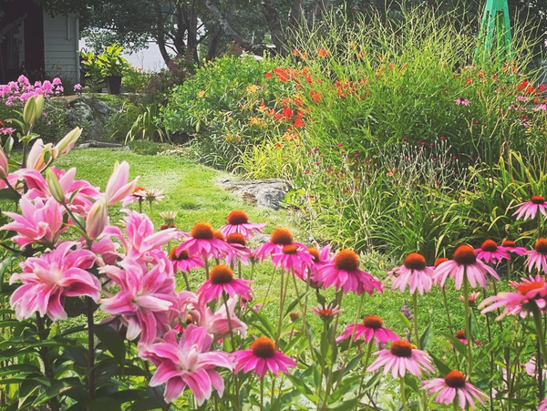lys et échinacées au Jardin de Stéphanie