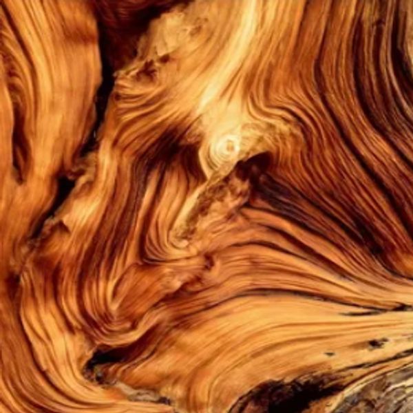 live edge wood slabs, tom sawyer sawmill, baldwin michigan