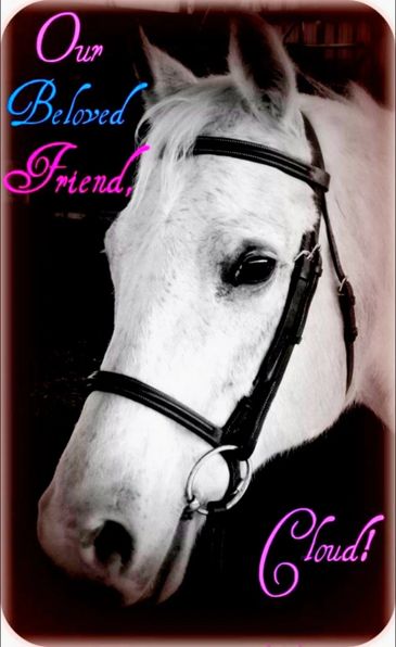 Close-up of a white horse named Cloud with a bridle.