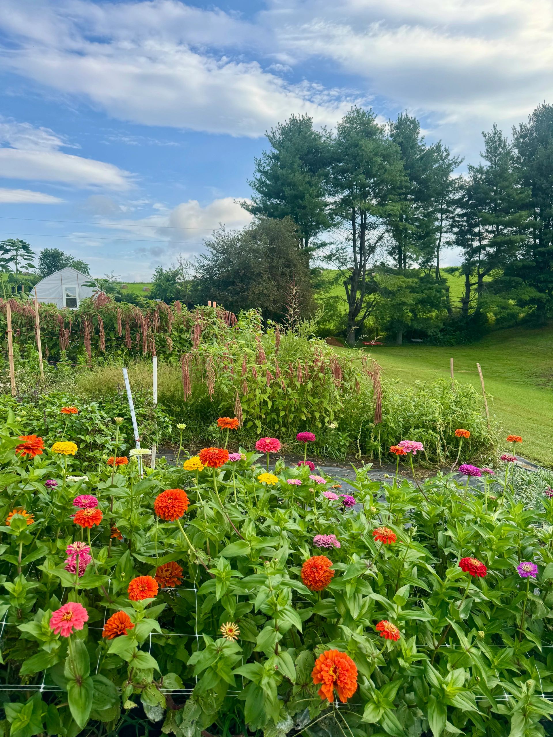 The farm is NOW OPEN on Saturday’s 8am -11am! 
U-pick $25
Farm Visit Only (self guided strolls) $8