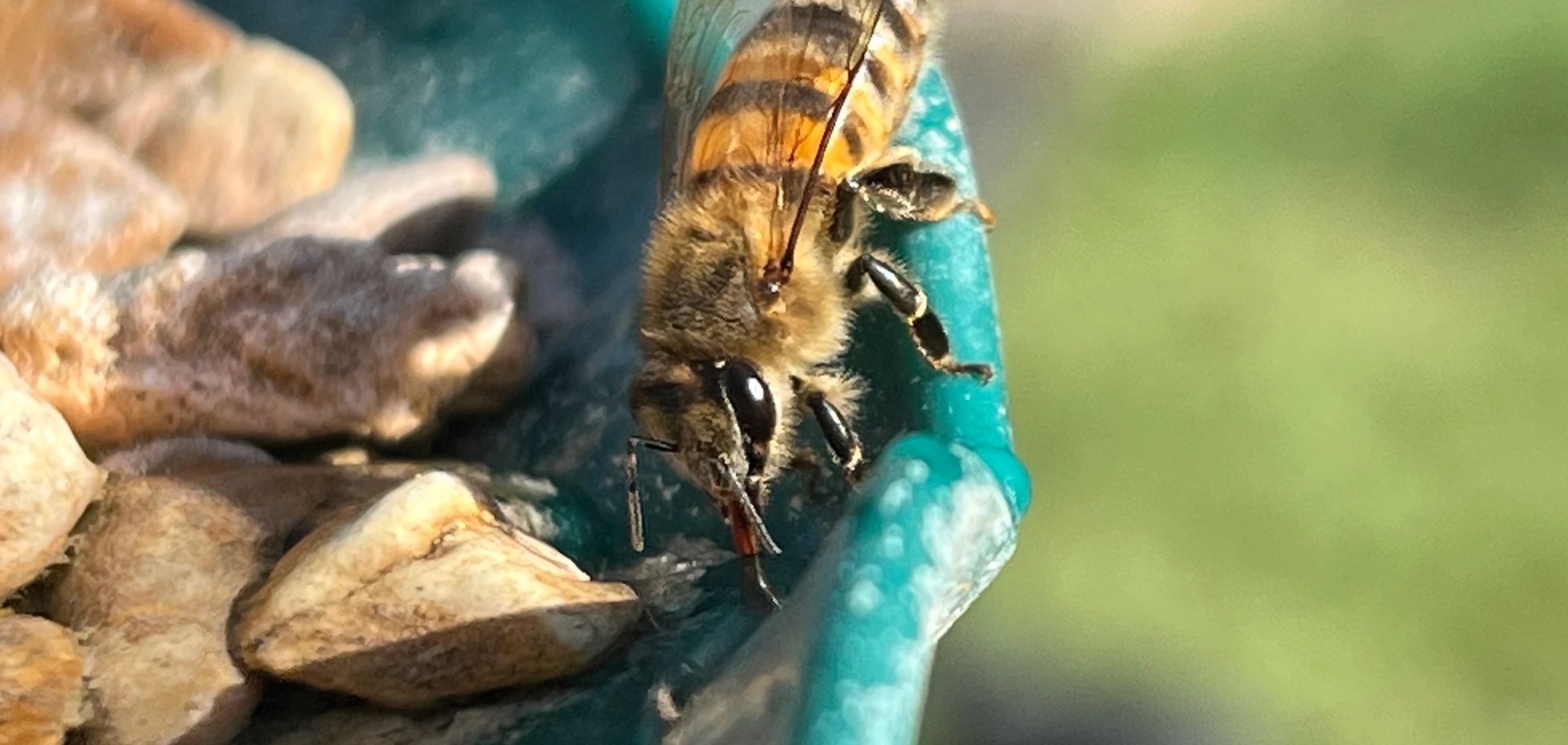 Thirsty bee at the bird bath fountain
