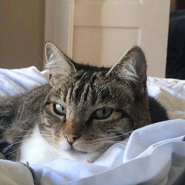 Tabby cat resting on a white bed.