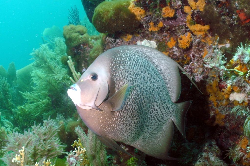 Gray Angelfish