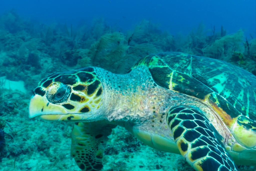 Hawksbill Turtle