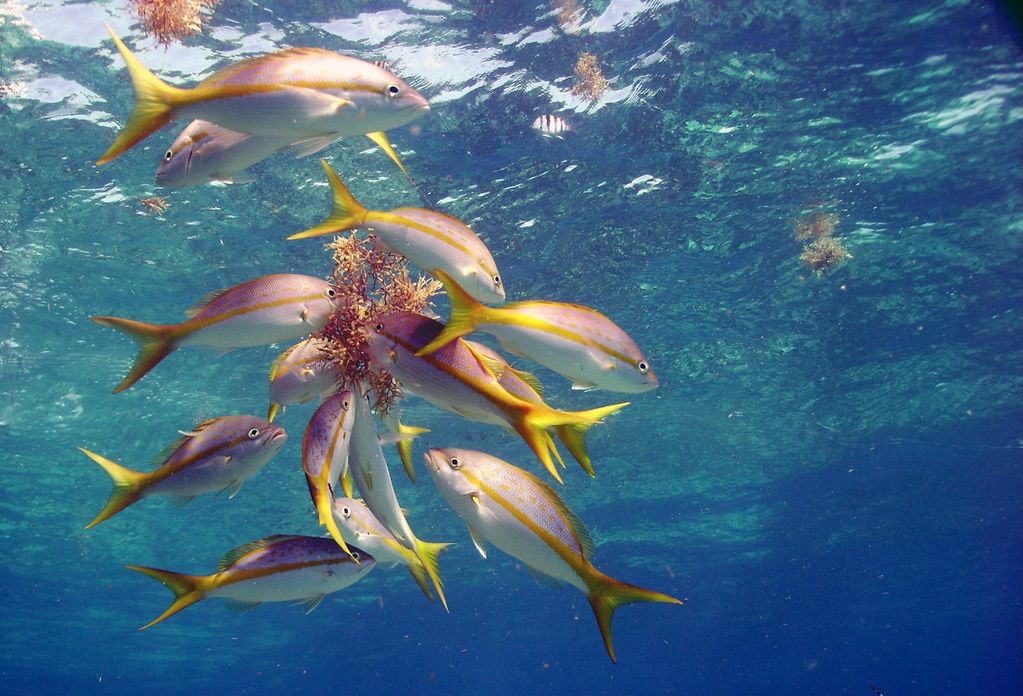 Yellowtail Snapper
Molasses Reef