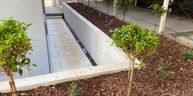 Neatly lined small trees planted in mulch next to a paved walkway and a carport.