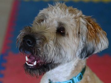 Otis and the Look command