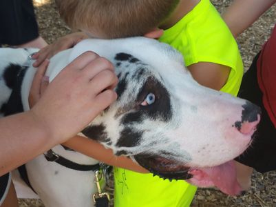 Therapy Dog www.talkdogtoledo.com