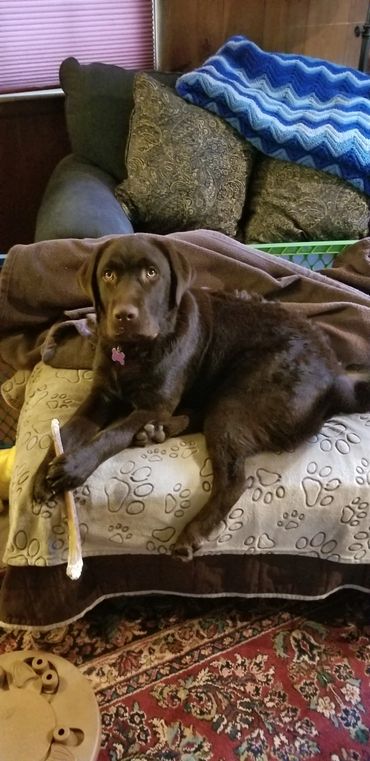 Barley in a Place chewing on a bully stick