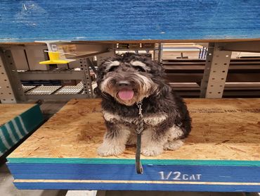 Marley doing Place at Lowes