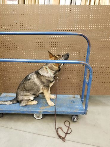 Heidi practicing stay at Lowes