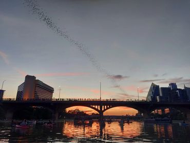 Congress Bridge Bats
