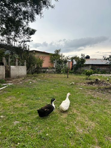 jardin en santiago apoala