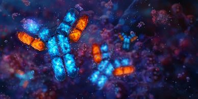 Antigen binding to a Y-shaped antibody in immune response.