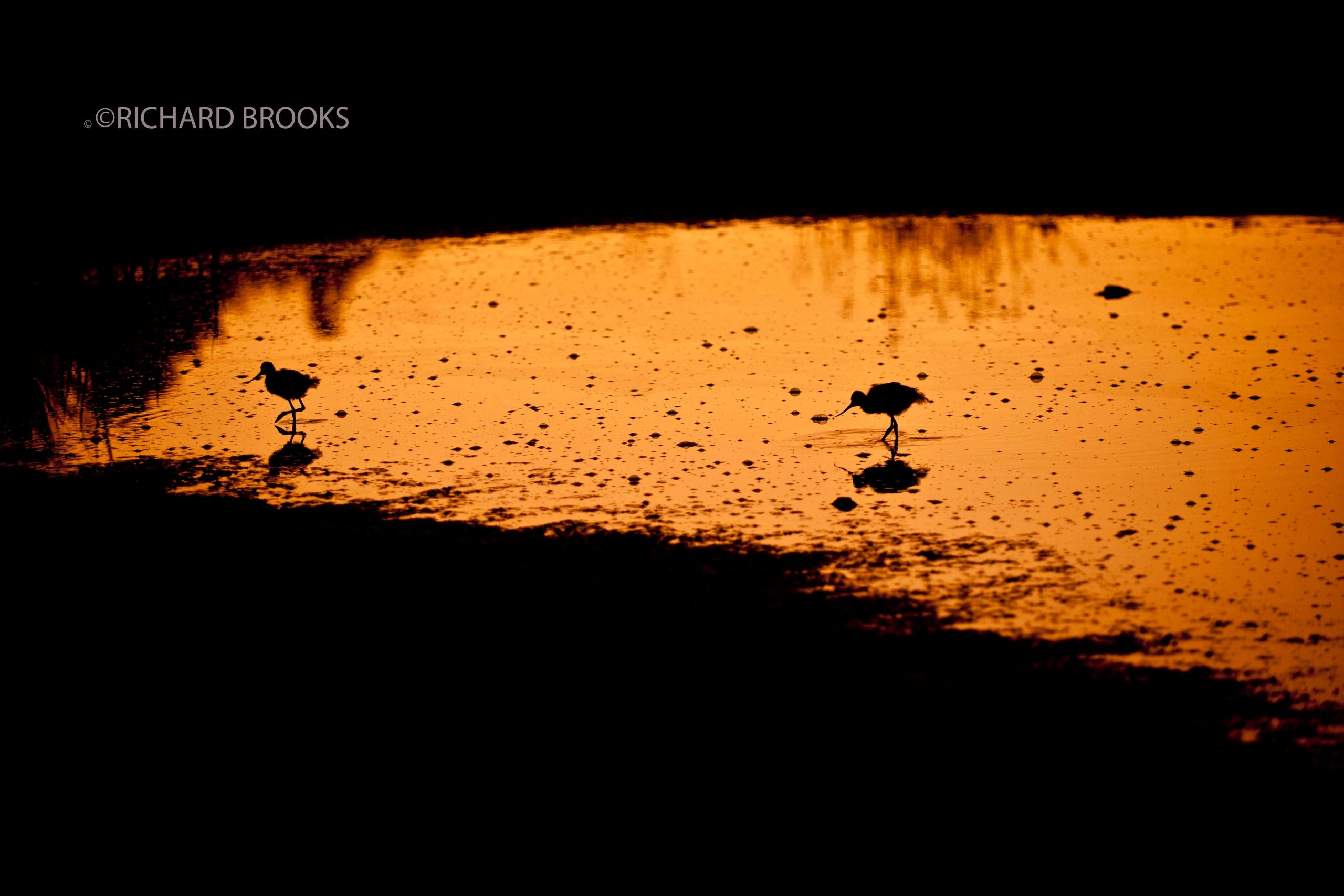 Silhouettes of birds at sunset by water.