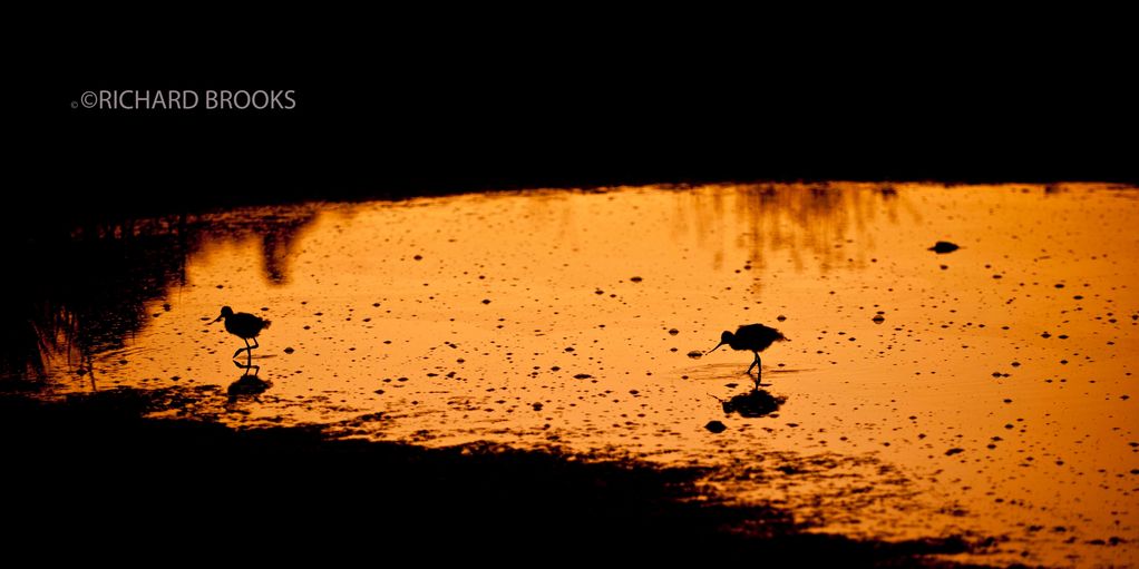 BIRDS IN SILLOUETE AT SUNSET