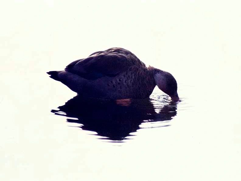 Duck drinking water from a calm pond.