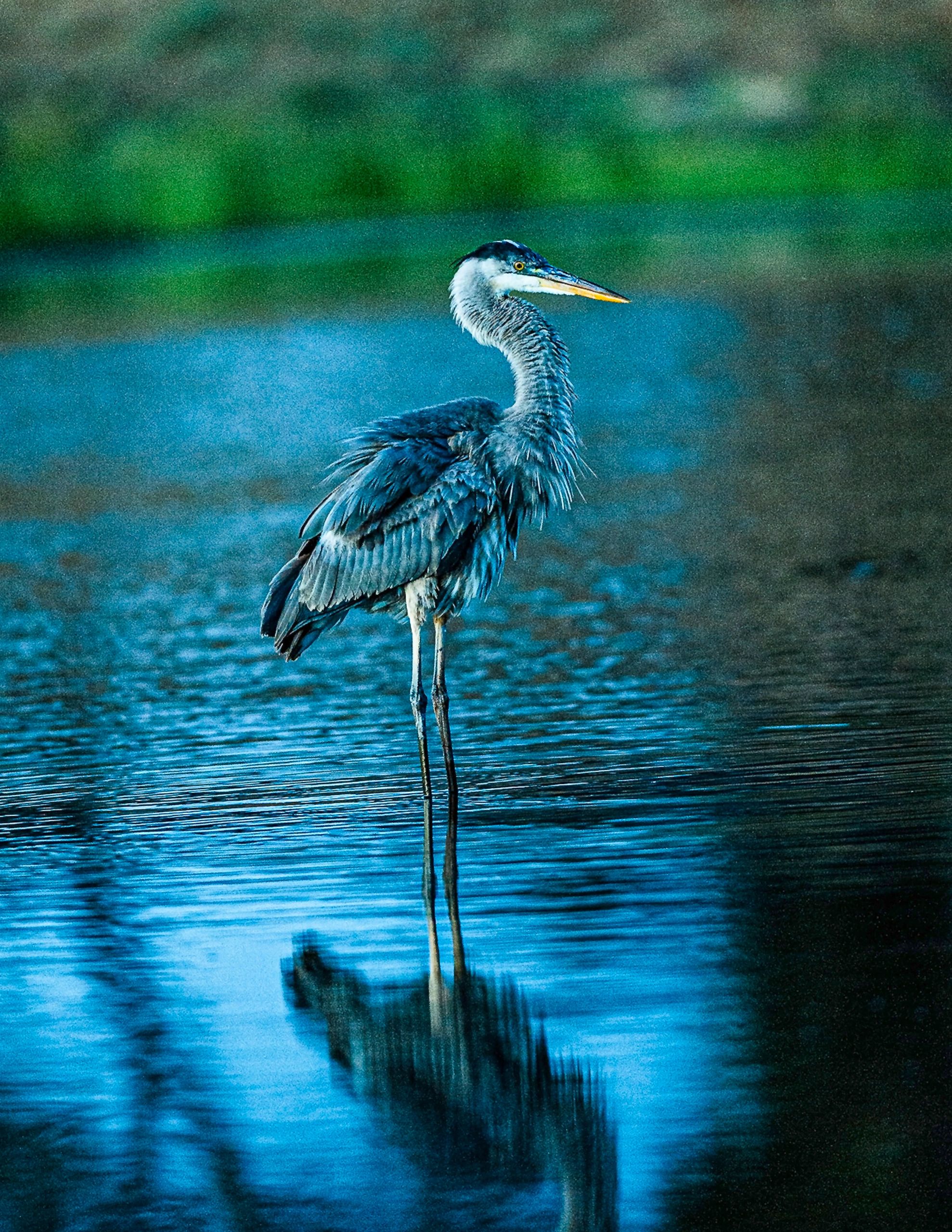 GREY HERRON AT TWILIGHT
PRICE CATEGORY 3 APPLIES