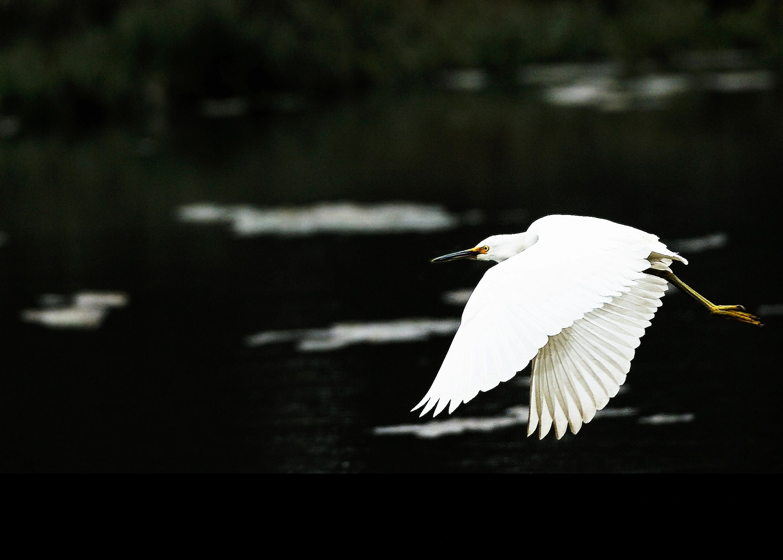 GREAT WHITE EGRET IN FLIGHT
PRICE CATEGORY THREE APPLIES