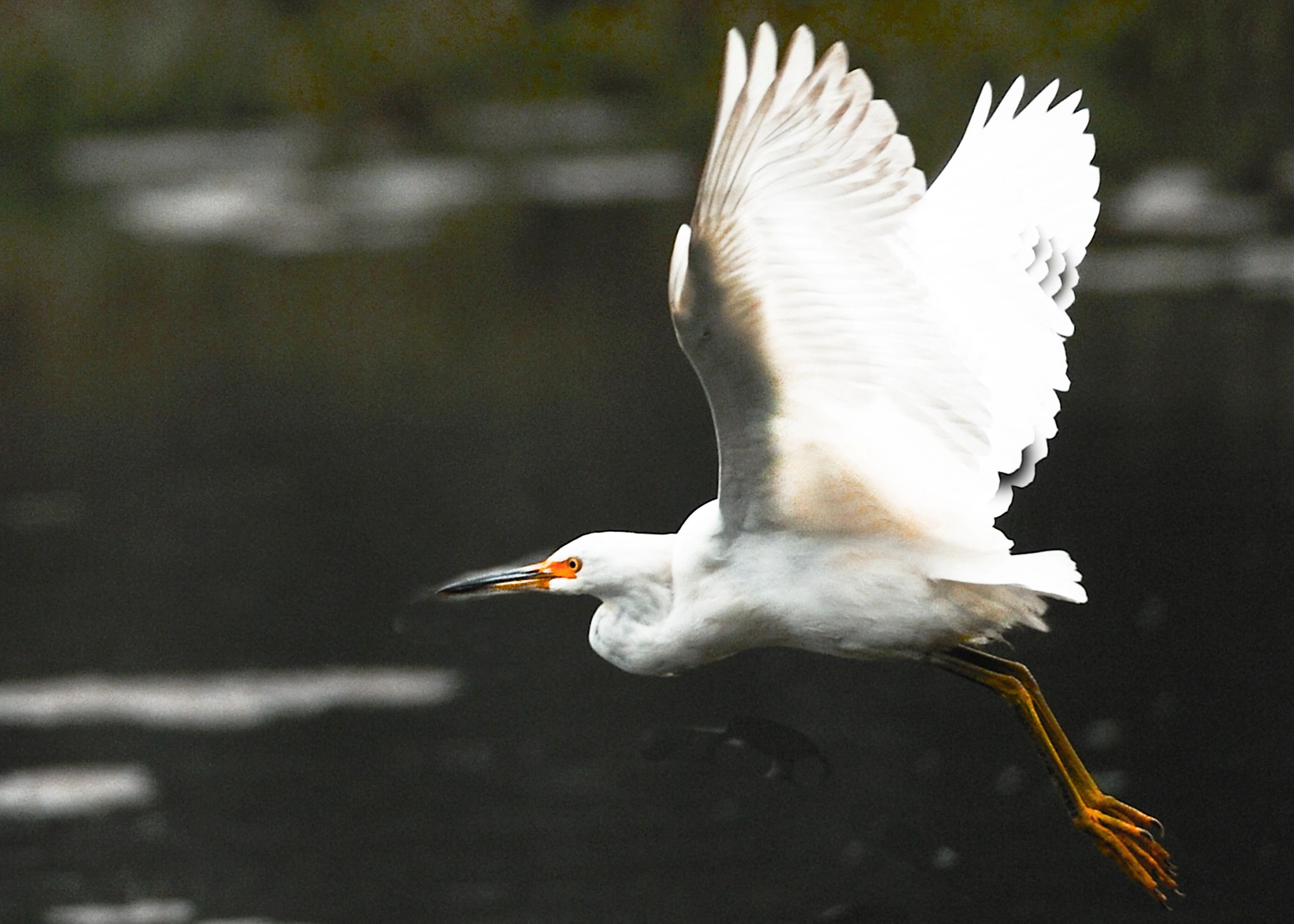 GREAT WHITE EGRET IN FLIGHT
PRICE CATEGORY 2 APPLIES