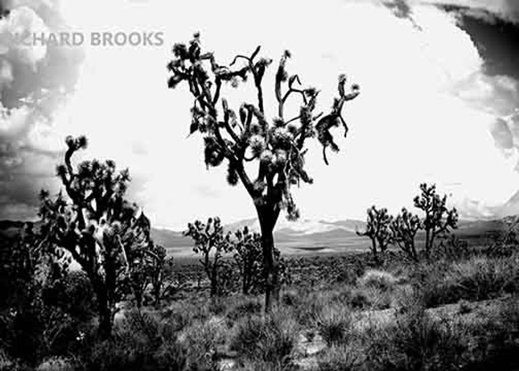 JOSHUA TREES IN THE MOJAVE DESERT
CATEGORY TWO PRICING APPLIES