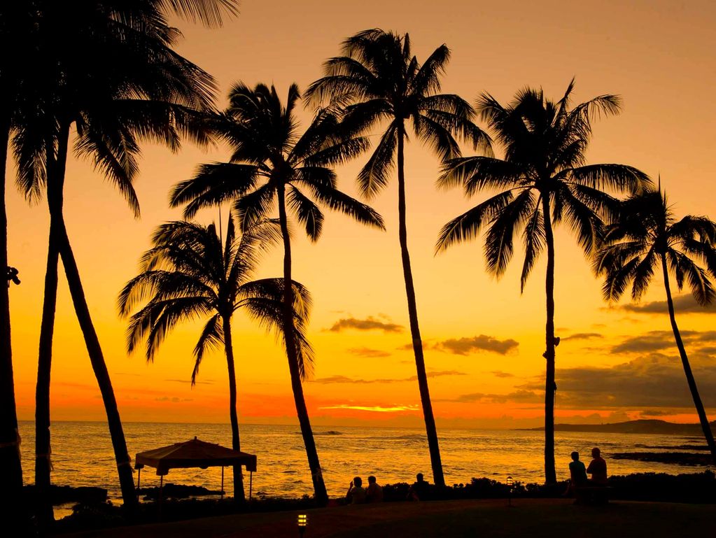 POIPU BEACH PALM TREES