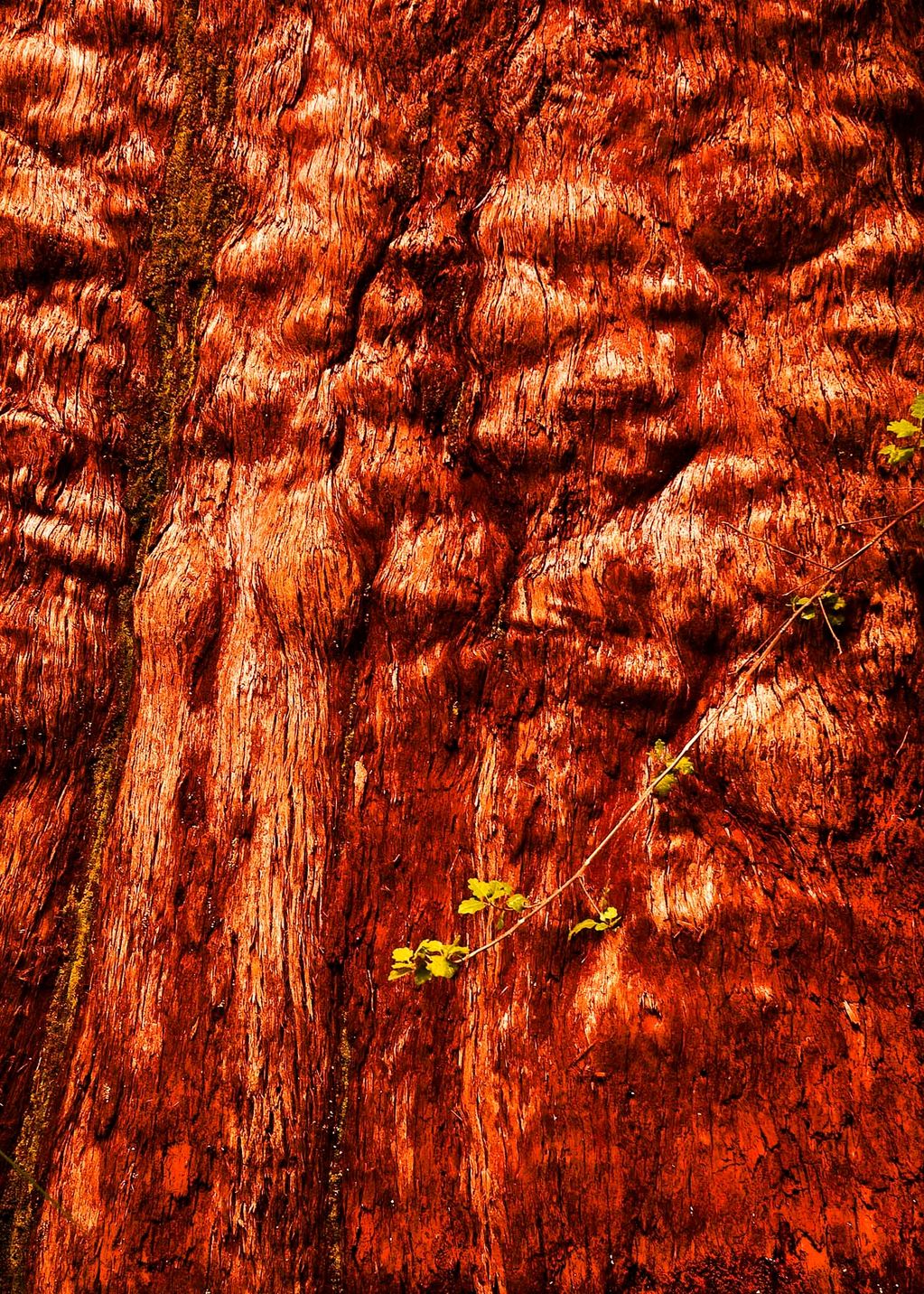 TINGLE TREE , THE REDWOOD TREE NATIVE TO AUSTRALIA
PRICE CATEGORY TWO APPLIES