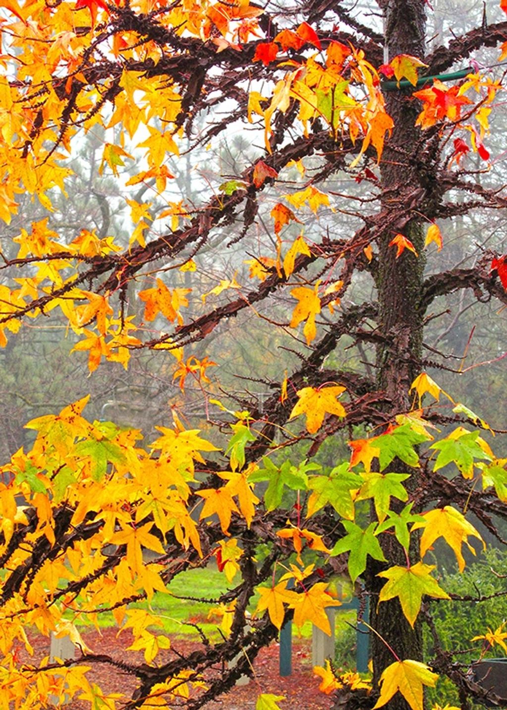 AUTUMN LEAVES ON A RAINY DAY IN JULIAN, CA.
PRICE CATEGORY THREE APPLIES
