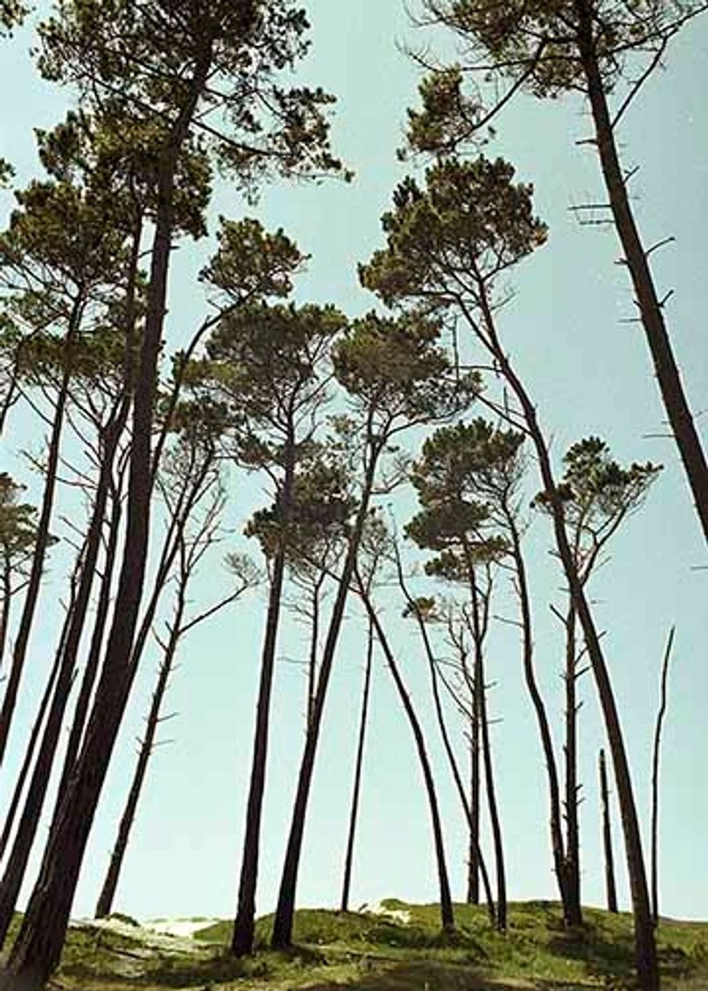 TREES AT 17 MILE DRIVE MONTEREY CA
FIRST CATEGORY PRICES APPLY