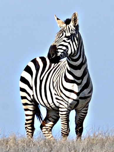 ZEBRA SHOT AT HEARST CASTLE SAVANA