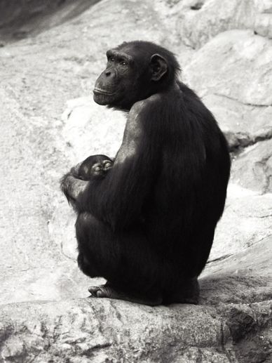 A chimpanzee sitting and holding a baby chimpanzee.