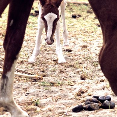 Young foal standing between the legs of an adult horse.