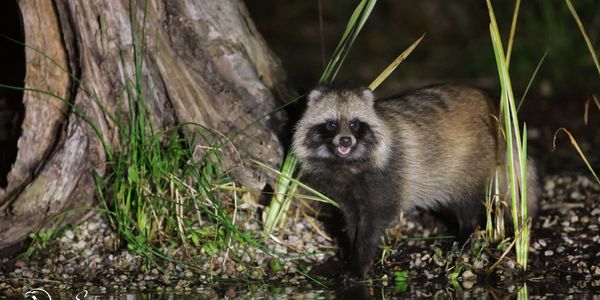 Raccoon dog 
Estonia