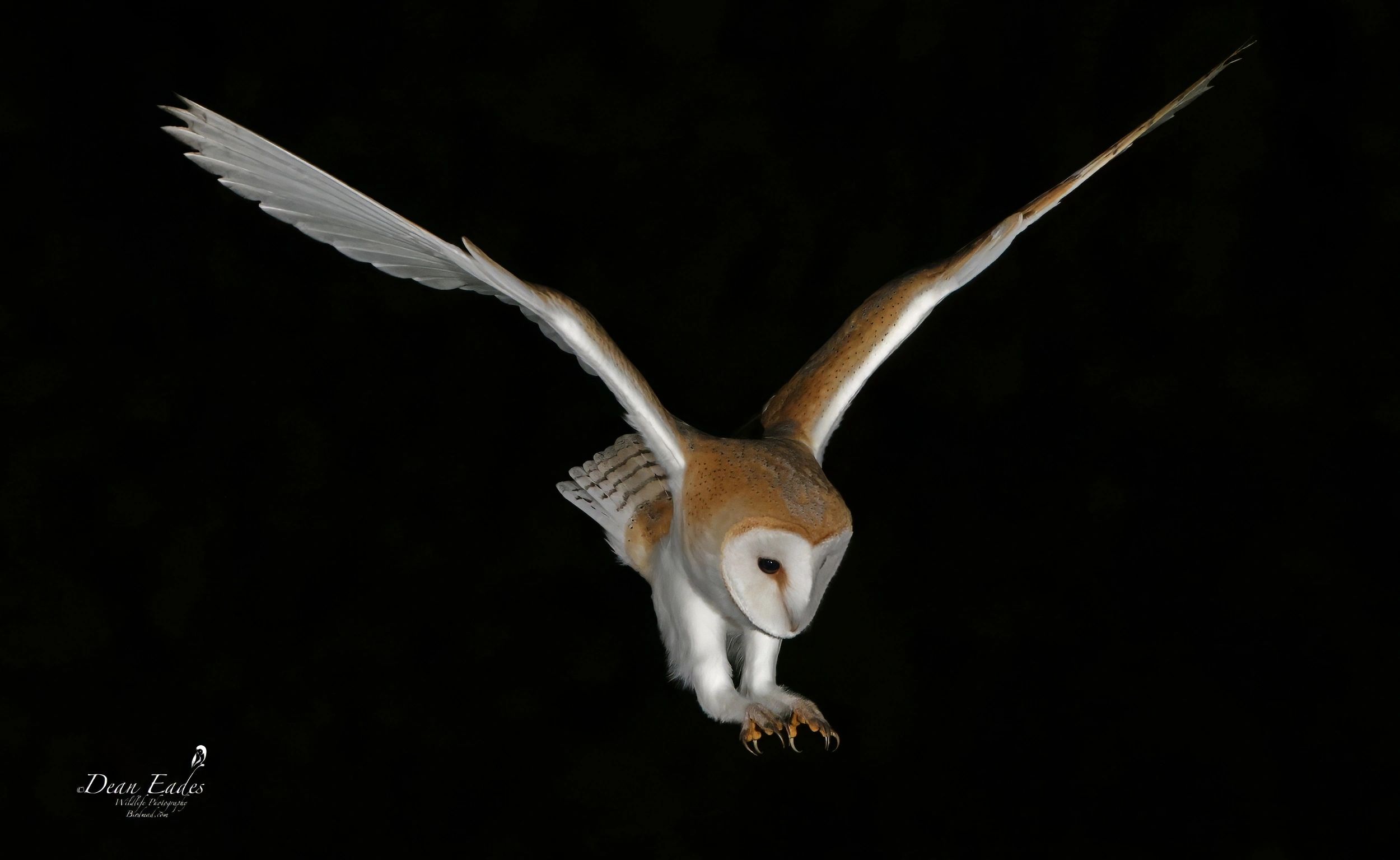 Barn owl