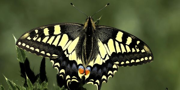 Swallowtail