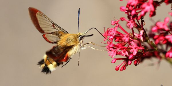 Broad-bordered bee hawk-moth