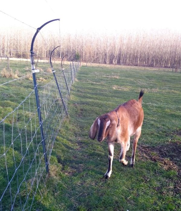 Goat contained behind fence with Hizap insulated electric fence extenders. Livestock protection