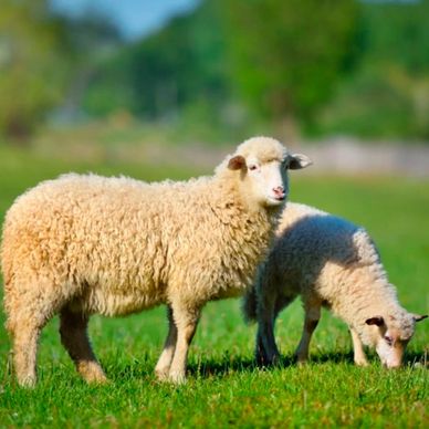 Ovejas- romney marsh, doble proprosito lana y carne