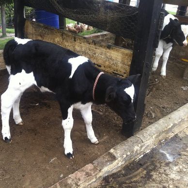 Venta de terneras Holstein de 5 días