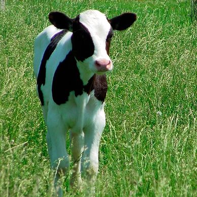 Venta de Terneras Holstein de 4 meses 